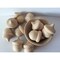 Kitcheniva 10 Pcs Natural Wooden Acorns Waldorf Fall Decor DIY